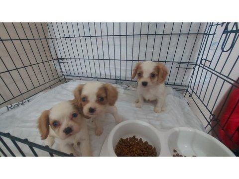 Cavalier King Charles Dişi Ve Erkek Yavrular