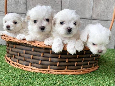 Irk Garantili Maltese Yavruları