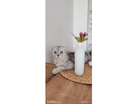 Scottish Fold Dişi