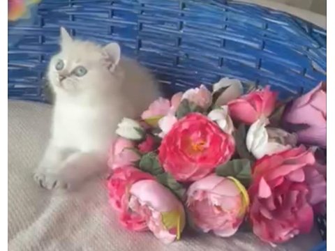 55 Gunluk Dişi Golden Point British Shorthair