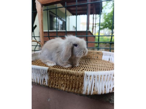 Orjinal Teddy Lop Tavşanları