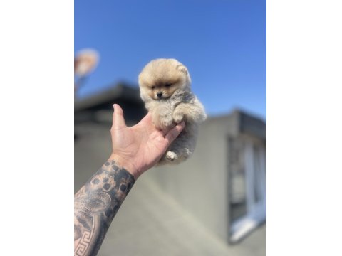 Ayı Surat Pomeranian Boo Yavrular