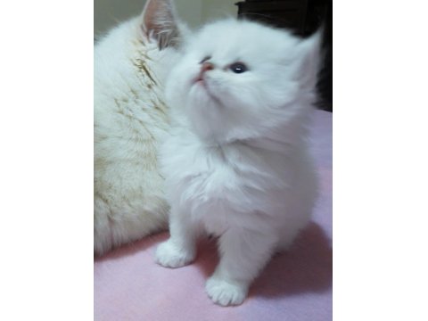 British Longhair Golden Point Dişi Erkek