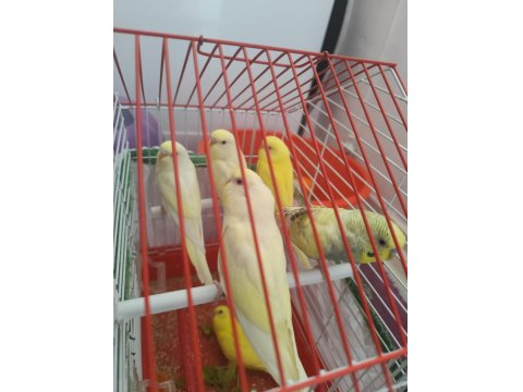 Lutino Muhabbet Kuşu Yavrular