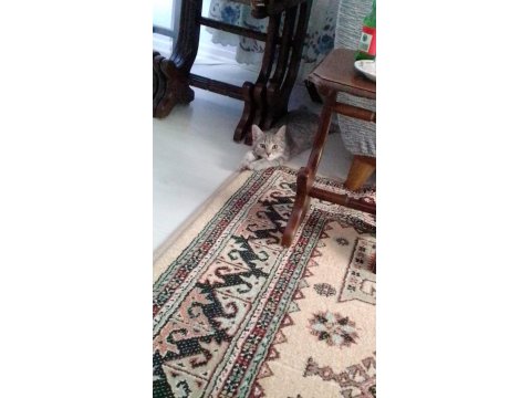 British Shorthair Yavru Kedimiz