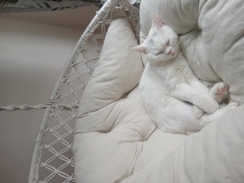 Tam Bir Sevgi Pıtırı Kedimiz