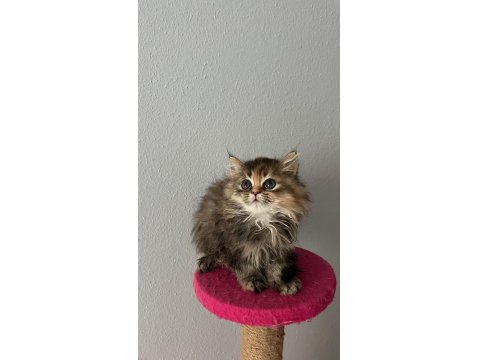 Güzeller Güzeli Dişi British Longhair