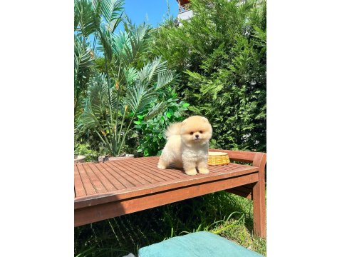 Safkan Pomeranian Boo