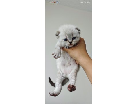 Scottish Fold Blue Point