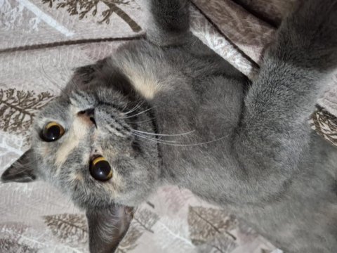 Kedimiz Luna Yeni Yuvasını Arıyor