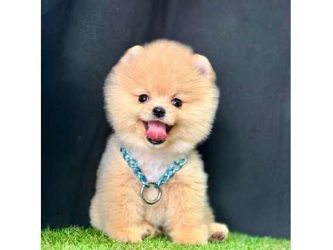 Safkan Pomeranian Boo Yavrularımız