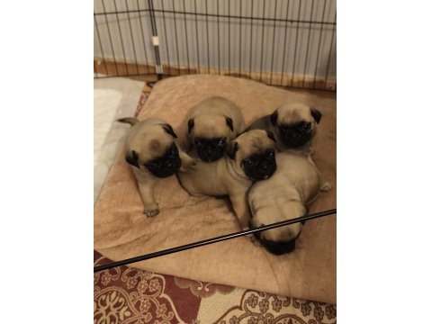 Pug Yavrularımız Sağlık Ve Irk Garantilidir