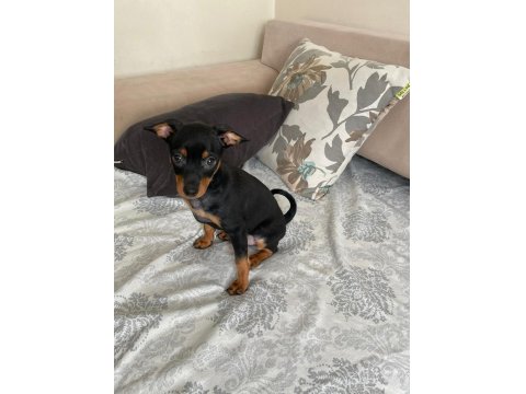 0 Numara Minyatür Pinscher Yavrular