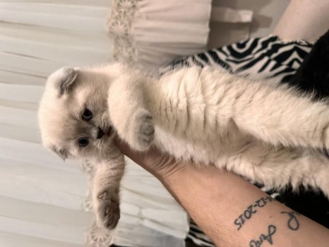 Teslime Hazır Scottish Fold Pamuk Gibiler