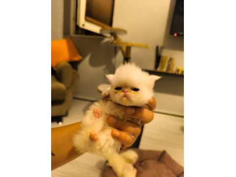 Safkan Exotic Long Ve Shorthair