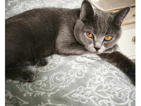 British Shorthair Kedilerimiz