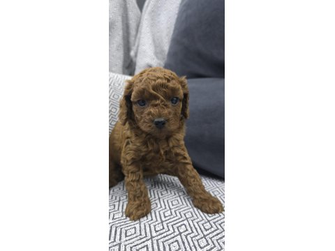 Kore Dark Red Poodle Bebek Köpekler
