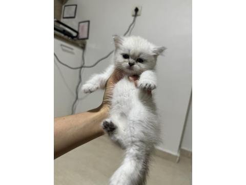 British Shorthair Dişi Kedimiz