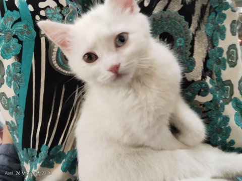 3 Aylık British Shorthair Beyaz