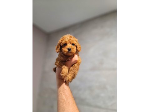 Toy Poodle Cinsi Yavrular Büyümez