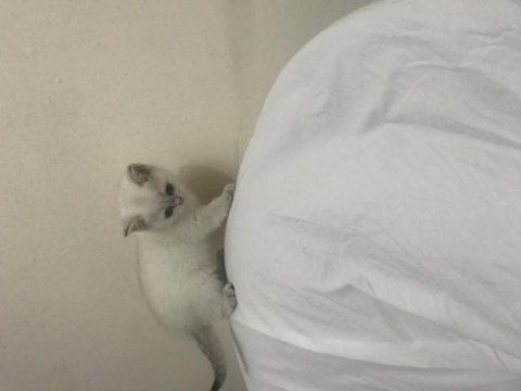 Pamuk Prenses Kedimiz Yeni Yuva Arıyor