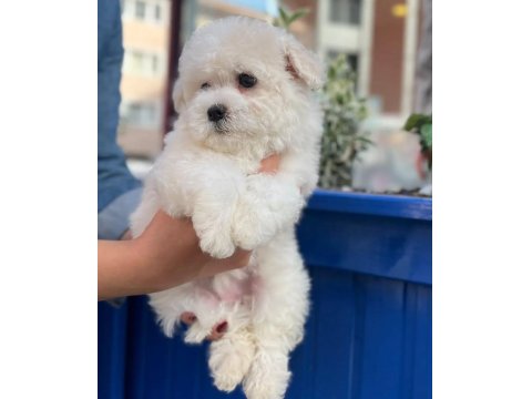 Maltese Bebek Köpeklerim