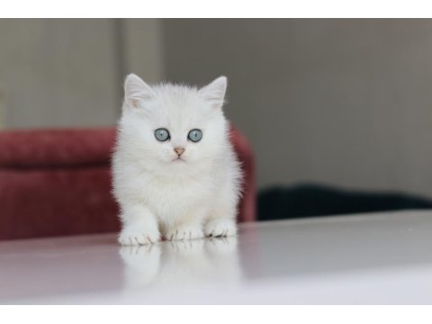 Full Şecereli Babadan Teslime Hazır Erkek Kedimiz