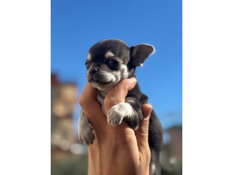 Sağlık Ve Irk Garantili Chihuahua Yavrularımız