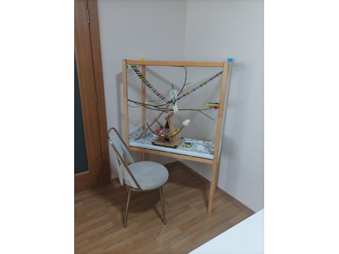 Sultan Papağanı Ve El Yapımı Oyun Kafesi