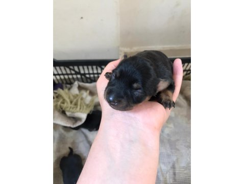 2 Tane Minyatür Pinscher 0 Numara