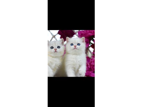 Kar Beyaz Silver British Shorthair