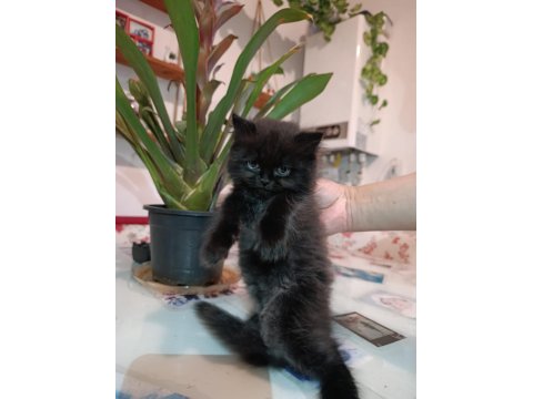 Az Bulunan Kahve Tonu Cins Kedimiz