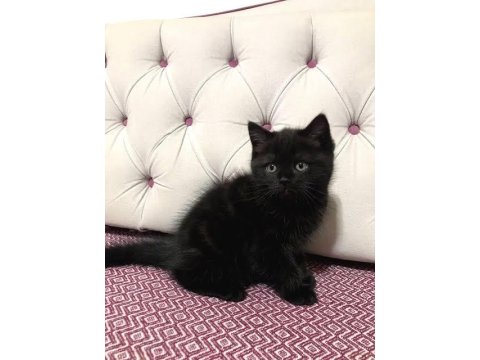 Siyah British Shorthair Yavru