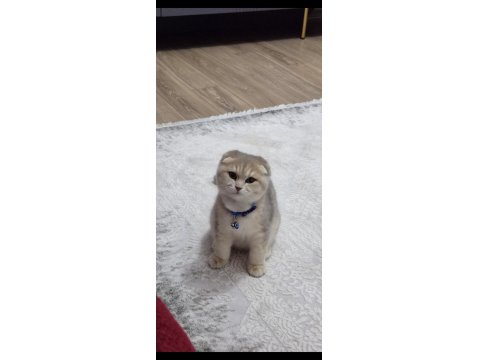 Uysal Ve Oyuncu Scottish Fold