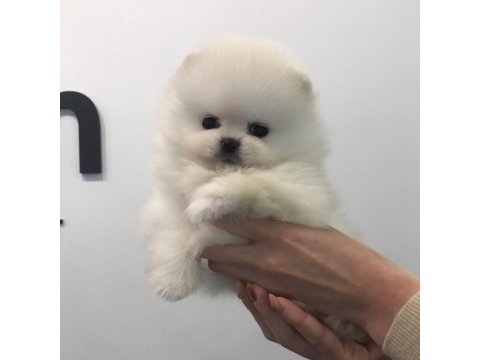 Pomeranian Boo Cins Yavrular