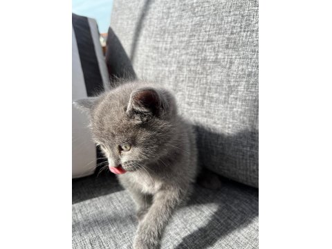 British Shorthair Bebek Kedimiz