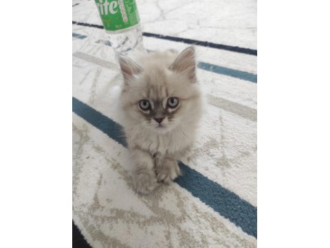 4 Aylık Kedimi Sahiplendireceğim