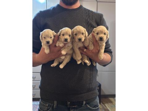 A Kalite Sağlıklı Orjinal Maltipoo