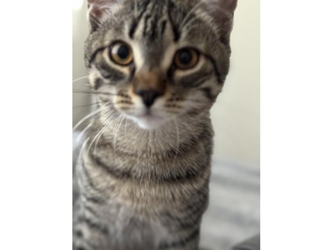 Ücretsiz Sahiplendirme Tekir Kedimiz