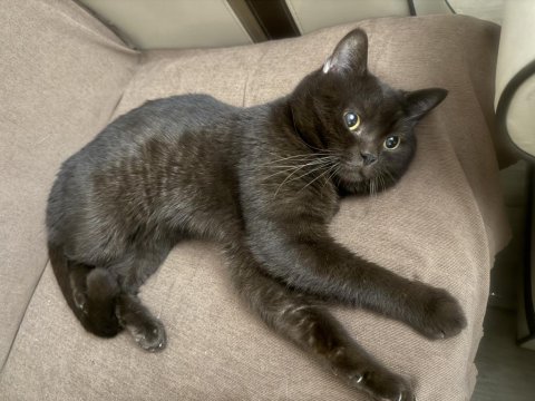 Çikolata Rengi British Shorthair