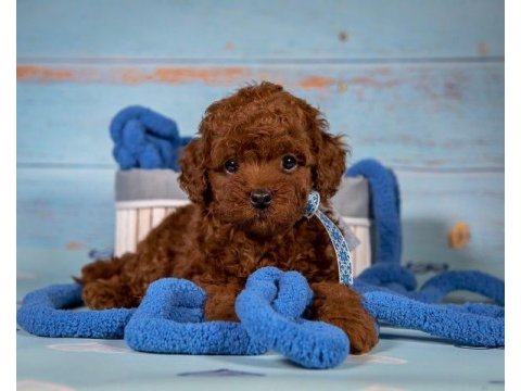 Poodle Cinsi Yavru Köpekler