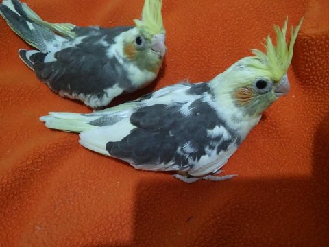 2025 Full Evcil Yavru Sultan Papağanları 35 Günlük Baby