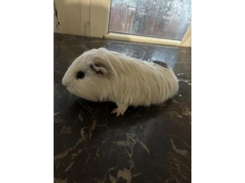 Erkek Sheltie Guinea Pig