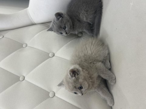 British Shorthair Yavrularımız Yeni Yuvalarını Bekliyor