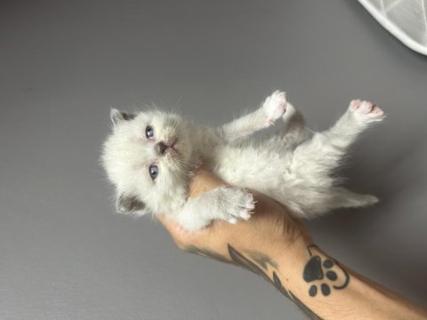 Muhteşem Gri Beyaz British Yavrular