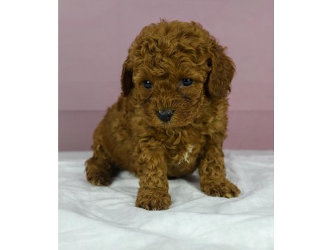 Mini Boy Red Toy Poodle Bebeğim