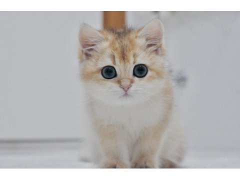 Mükemmel Kalite British Longhair Erkek