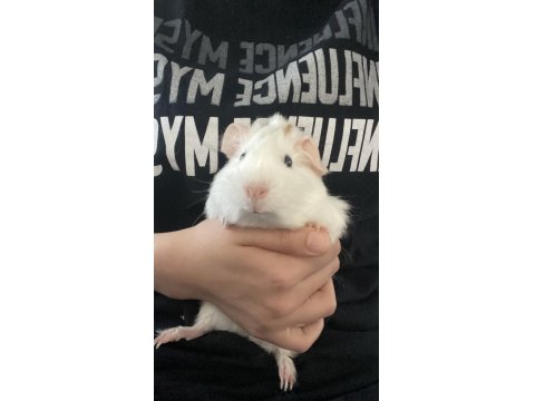 Guinea Pig.2-3 Aylık
