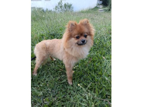 Acil Pomeranian Köpeğimiz