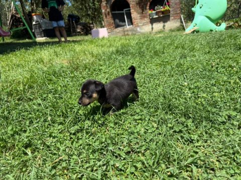 2 Tane Minyatür Pinscher 0 Numara